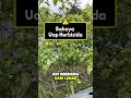 Daun Cabe Keriting, Jangan Langsung Nuduh Hama! Bisa Aja Karena Ini!