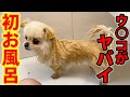 お風呂で保護犬ピースの固まったウ○コを取る