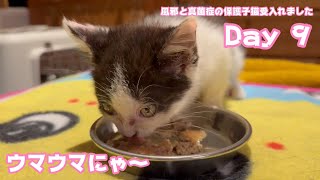 朝ご飯ウマウマにゃ 風邪と真菌症の保護子猫受入れました Day 9  2024 05 28 1