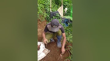 panen jahe merah umur 7 bulan tanpa perawatan maksimal👍👍👍