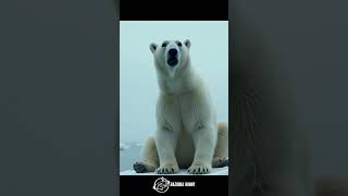 Where Did It All Go? | A Polar Bear’s Message to Humanity