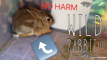 HOW TO CATCH AND HOLD A WILD RABBIT | #PeregrineFalconLover