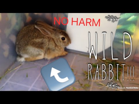 how-to-catch-and-hold-a-wild-rabbit-|-#peregrinefalconlover