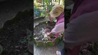 Jangan dibuang di buat kompos aja. #garden  #kebun #gardening