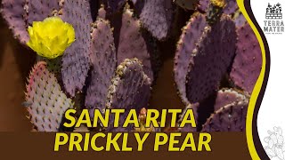 Santa Rita Prickly Pear (Opuntia santa-rita): Purple Cactus with a Bold Desert Glow
