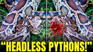 Something Started Decapitating Pythons in Florida