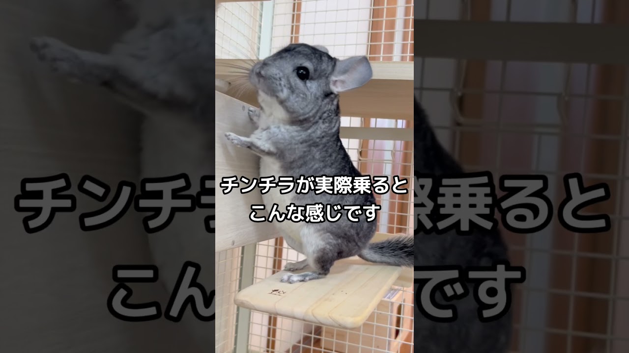 チンチラの落下防止アイテム SANKO フォレストステージスクエアロング