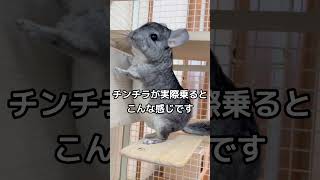 チンチラの落下防止アイテム SANKO フォレストステージスクエアロング