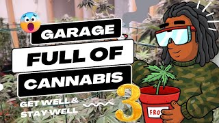 Garge Full Of Cannabis #3