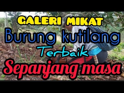 GALERI MIKAT BURUNG KUTILANG CENGRAM TERBAIK SEPANJANG MASA