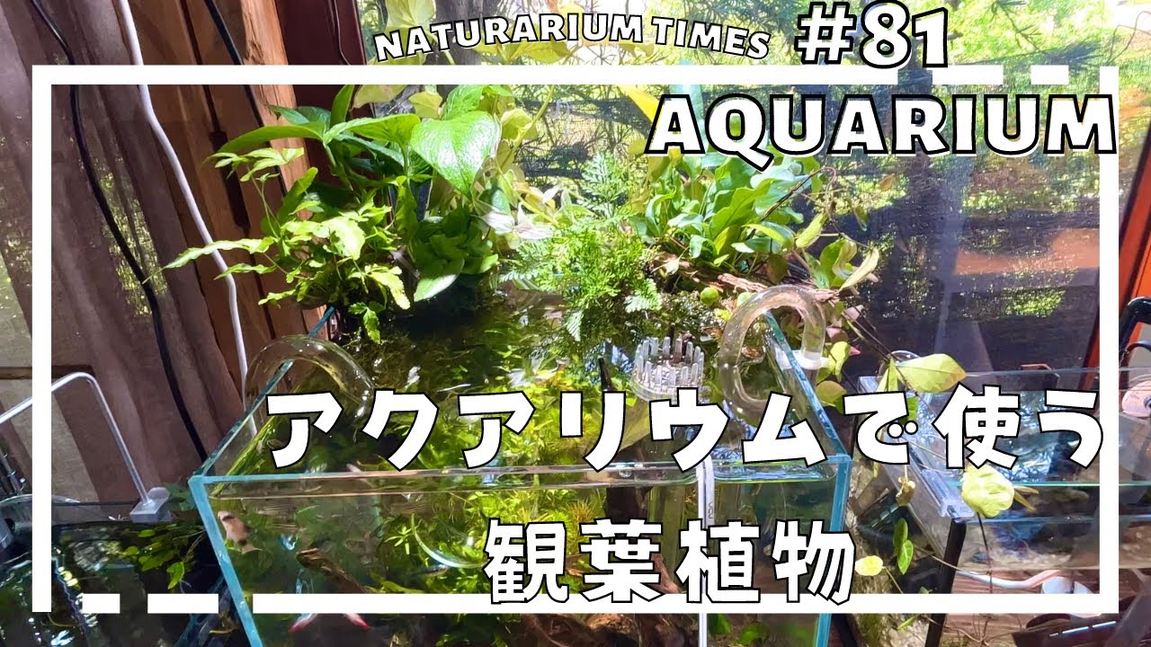 【#アクアリウム 】アクアリウム水槽を観葉植物でいっぱいにしてみた ｜ 初期の記録🎬