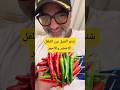 الفرق بين الفلفل الاخضر والاحمر 