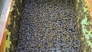 20.09.2025 Pszczoły W Czasie Zakarmiania Zimowego.