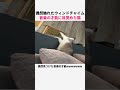 偶然触れたウィンドチャイムで音楽の才能に目覚めた猫ww #猫 #猫動画 #ねこ