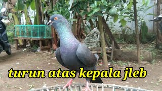 Lomba merpati tinggian Cilacap #merpatitinggian #merpatiku #burungdara