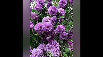 قراءة من سورة الزمر الآيات (1- 31) بصوت الشيخ صلاح بو خاطر