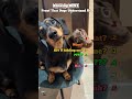 Proof That Dogs Understand Us #shorts