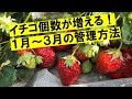 収獲期間が長くなる！花の数が増える！寒さ厳しい1月から始めてみてください。