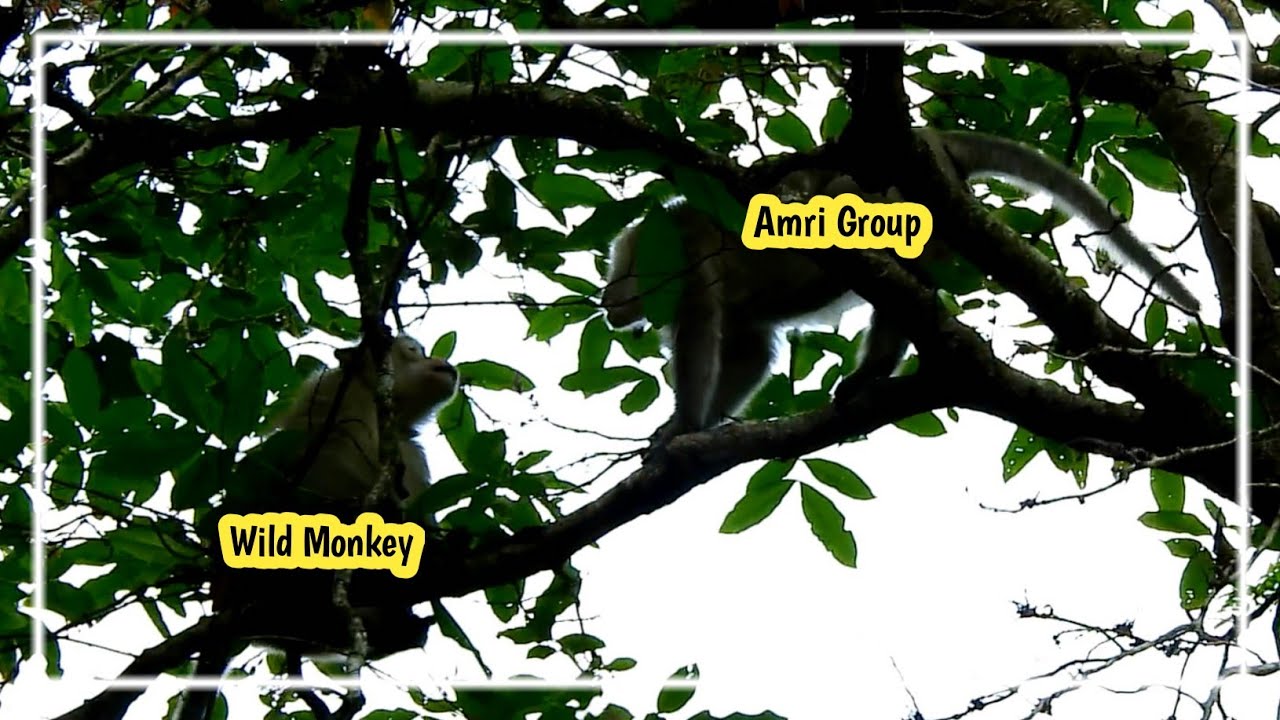 newborn monkey pet woooow!!!!! Amri Monkey GroupAttack Wild Monkey
