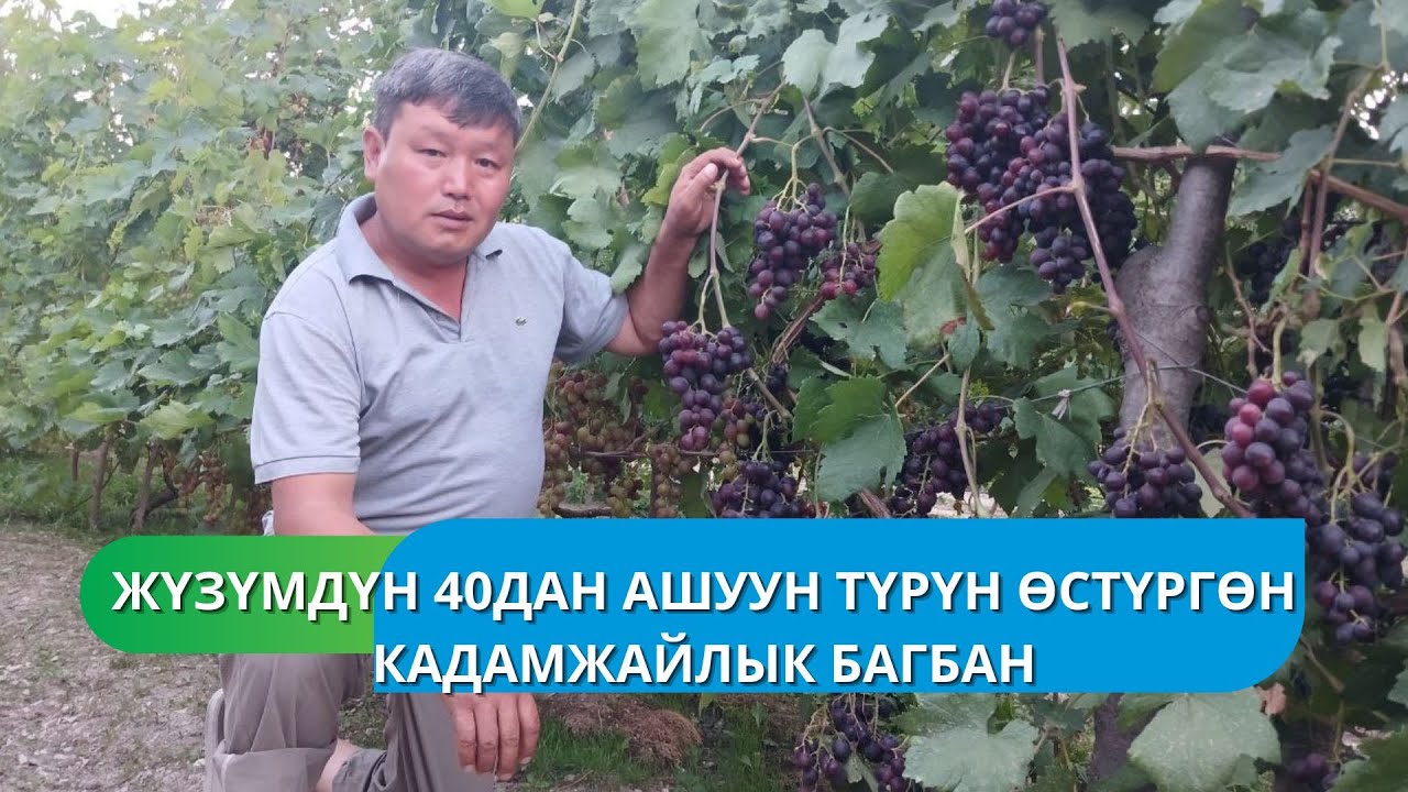 Жүзүмдүн 40дан ашуун түрүн өстүргөн кадамжайлык багбан