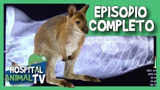 WALLABY con un FLEMÓN | Hospital Animal TV (Episodio Completo)