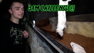 FEEDING HUGE SNAKES at 3AM!!! (3am Challenge)