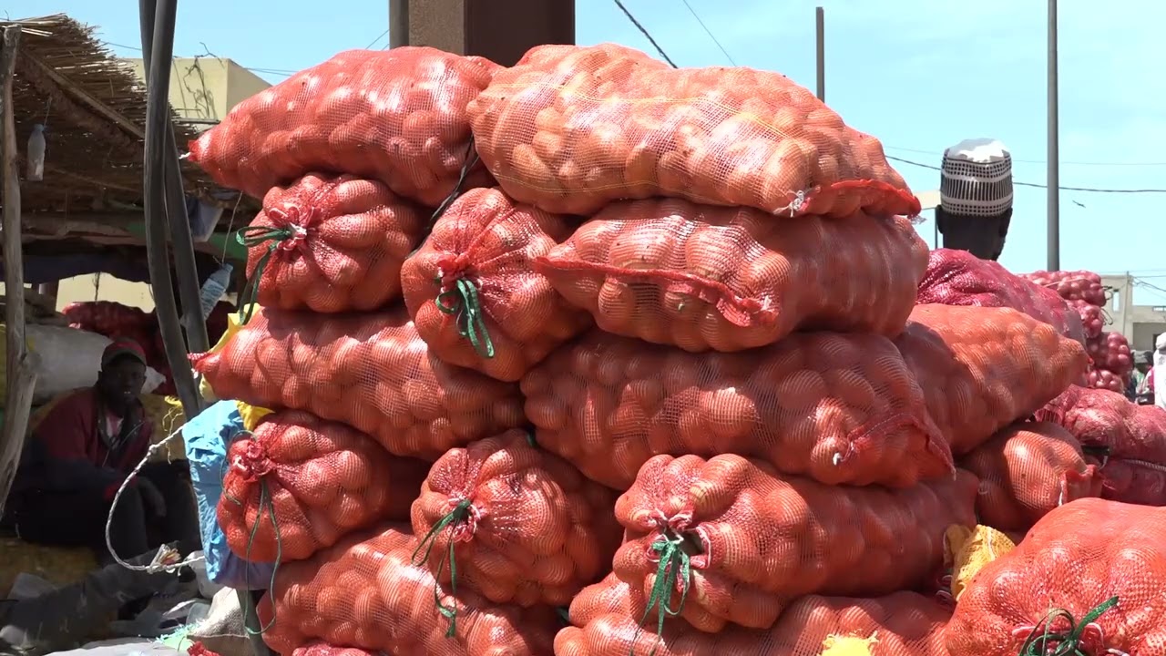 Thiès - Suspension des ventes d'oignons : Les acteurs appellent au respect de la mesure