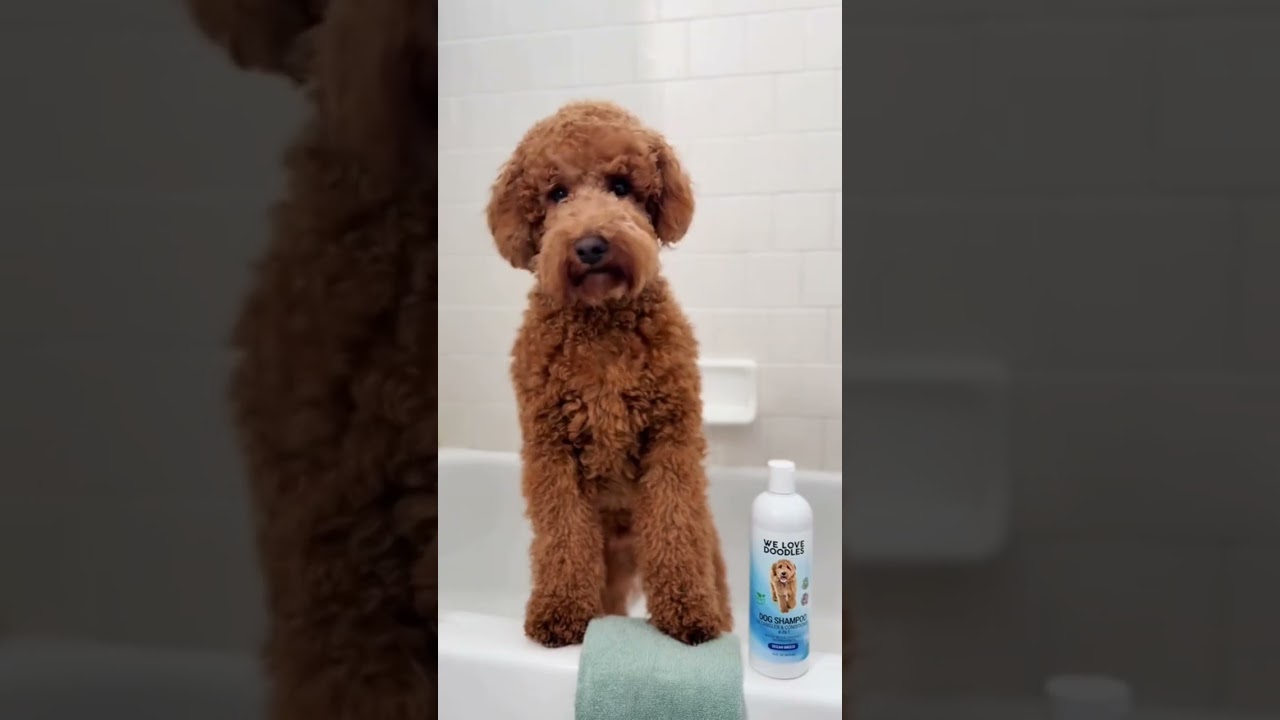 Your pup’s glow-up starts with the right shampoo using We Love Doodles Shampoo.