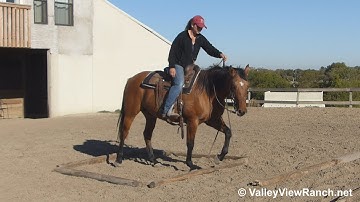 DD Shining Tigress - ranch versatility! - ValleyViewRanch.net