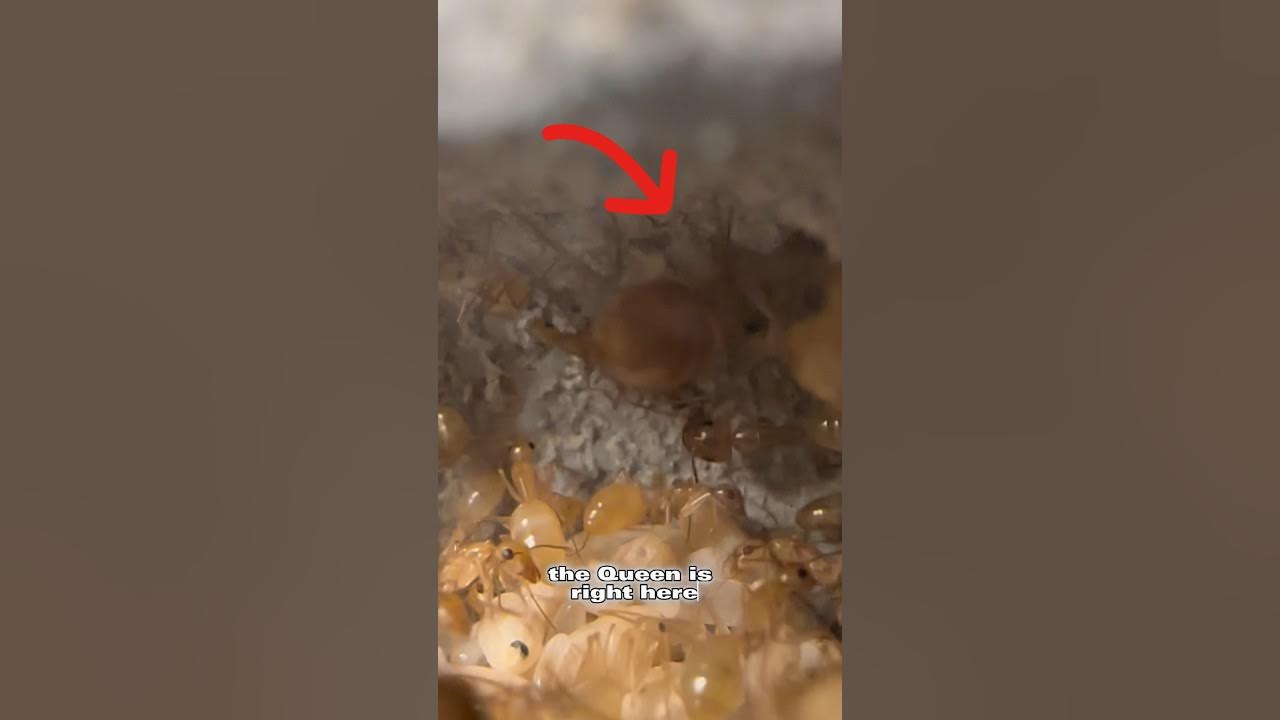 How I Feed My Pet Ants YouTube