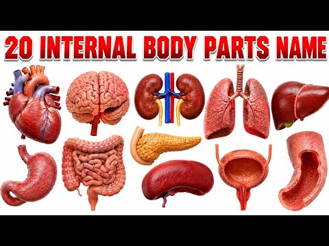 🫀 20 Internal Body Parts Names in English & Hindi 🧠 | Human Body Parts for Kids | Body Parts