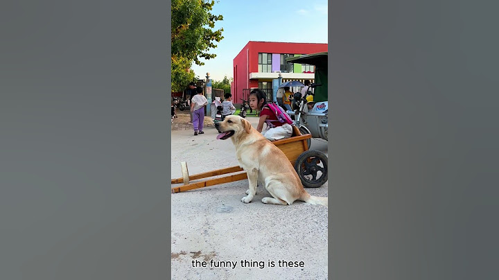 Kínában valóban büszkélkedhetnek parkolókkal a kutyák számára! 😲❤️