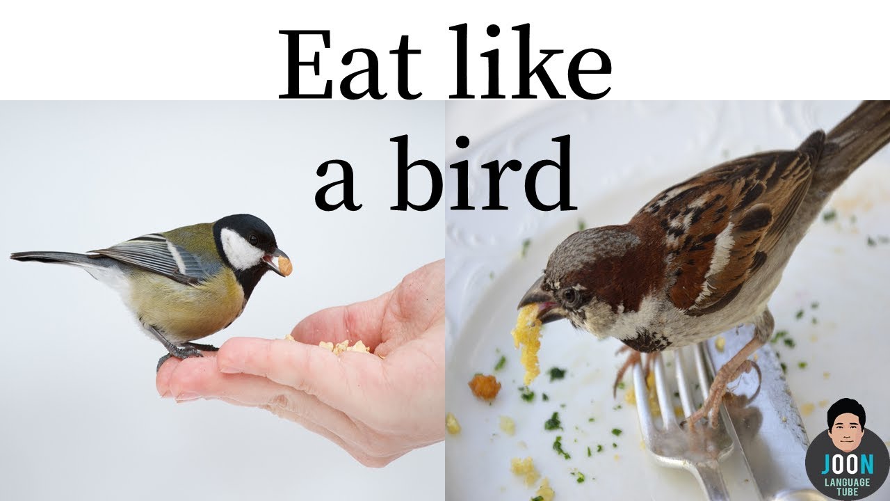 She likes birds. Eat like a Bird идиома. Eat like a Bird. My friend eats like a Bird идиома. To eat like a Bird.