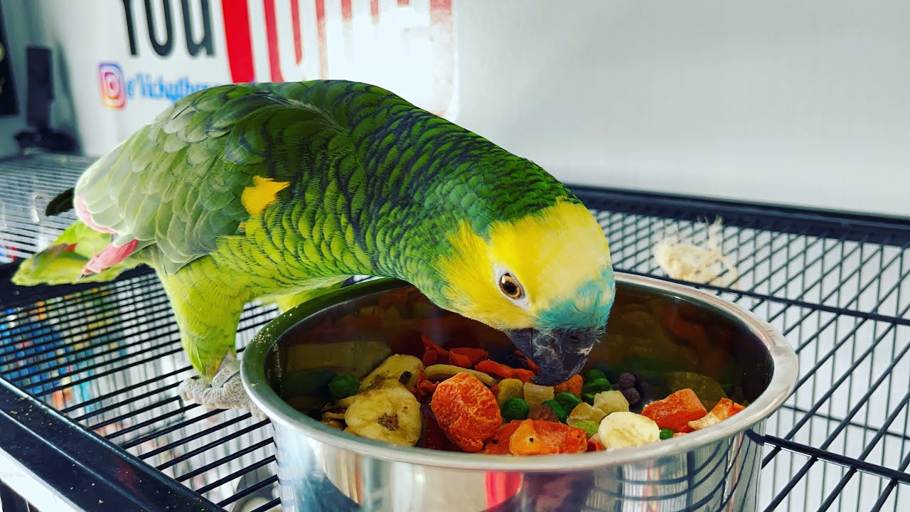 Jaco atacó a Vicky y ella😭loro llorando porq Jaco lo pico/mira lo que hizo Jaco a Vicky/