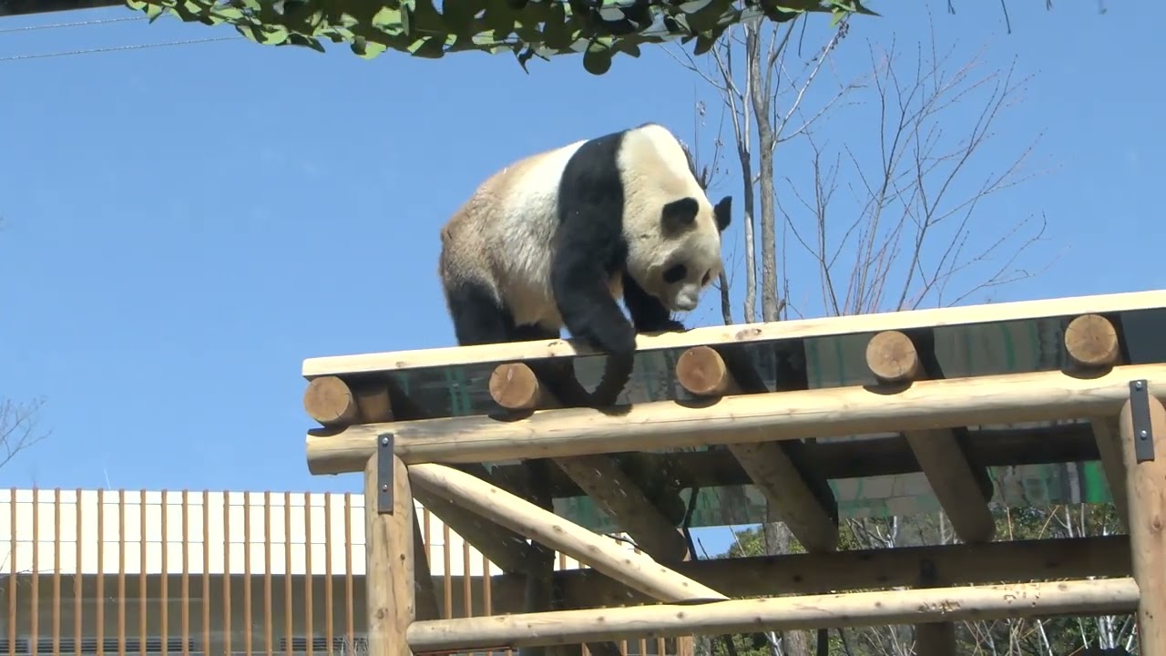 パンダの工房126 パンダの工房126