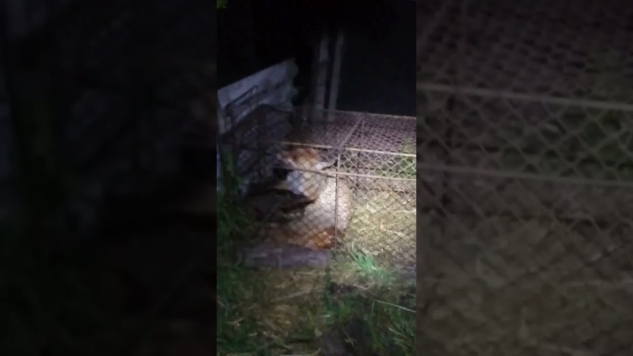 😱ШОК! ПОЙМАЛ ЛИСИЦУ! как поймать лисицу ловушка своими руками 