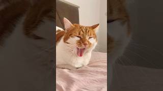 Küçük Kızın Güzelliği Şfet Şfetbeniöneçıkar