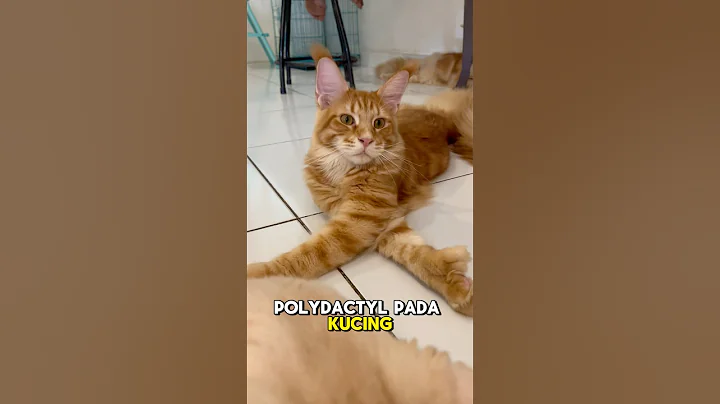 Watch the video about Polydactyl is Rare Thing✨🐾#cat #mainecoon #catlover