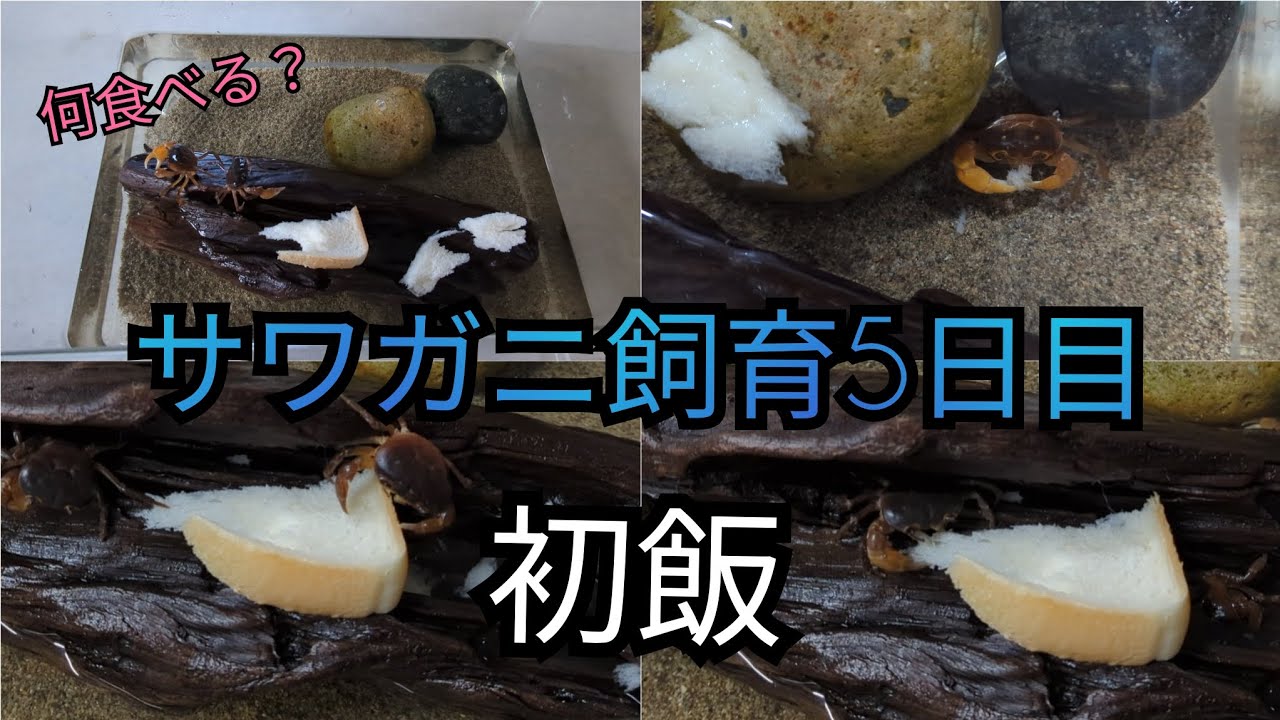 飼育観察】サワガニ【餌やり・食パン】 - YouTube