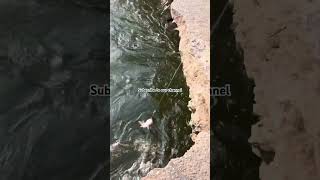 #fishing #adventure #fish #nature #goldfish #waterfall #rahufish