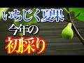 【いちじく】夏果の収穫と意外な発見があったのでご報告します