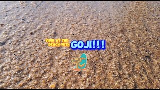 Vibin At The Beach With Goji