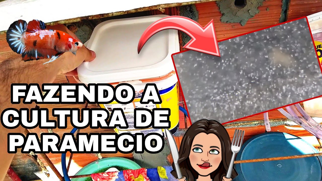 COMO CONSEGUIR PARAMECIO DE UMA VEZ POR TODAS parte 2