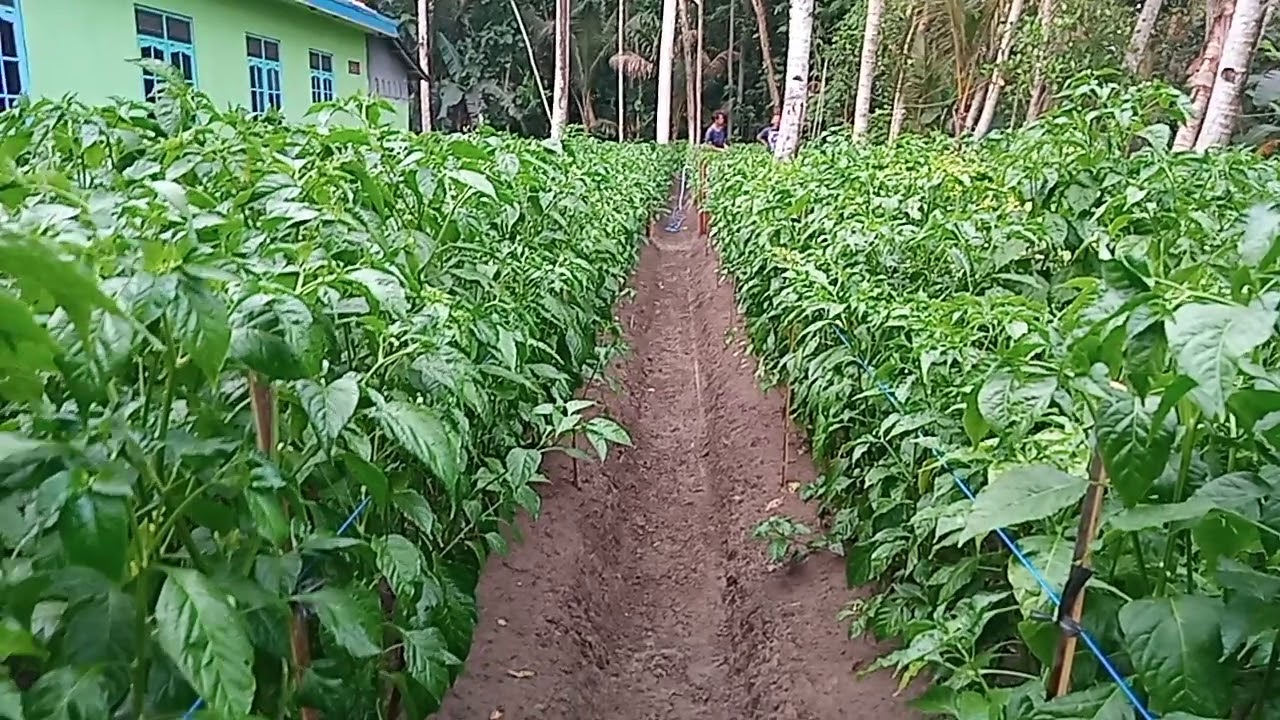 CABE JAWA RAMBON AL AMANI 
