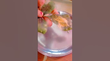 बेलपत्र पर चंदन और शहद लगाकर करे उपाय किस्मत बदलने लगेगी#pandit_pradeep_ji_mishra #shorts