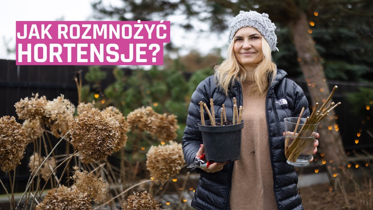 3 sposoby na CIĘCIE i rozmnożenie HORTENSJI Annabelle