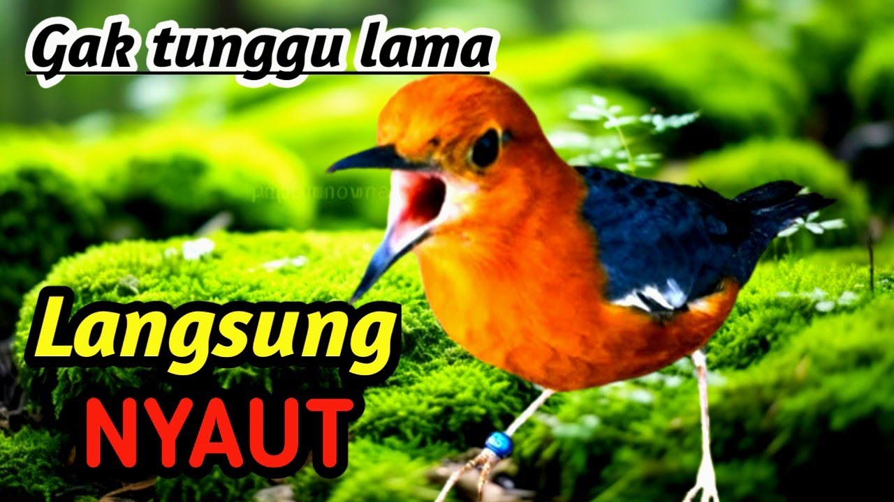 Anis Merah Gacor Panjang | Natural Therapy Flowing Water