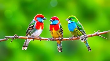 Relaxing Bird Sounds 4K~ Birds Singing Heal Stress, Anxiety And Depression, Heal The Mind