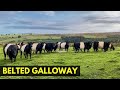 RAÇA BELTED GALLOWAY - A mais diferenciada do mundo!!