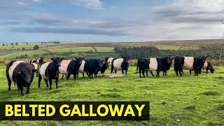 RAÇA BELTED GALLOWAY - A mais diferenciada do mundo!!